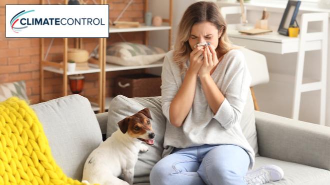 How to Remove Allergens in Your Home